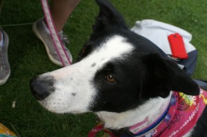 dizzi dog collie field of dreams